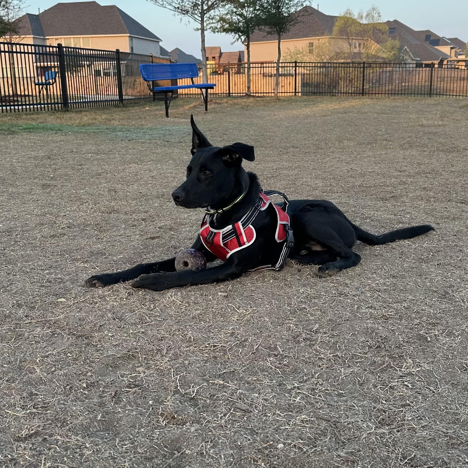 Enlarge Ash, an adopted mixed breed in Williston, VT image 2/6