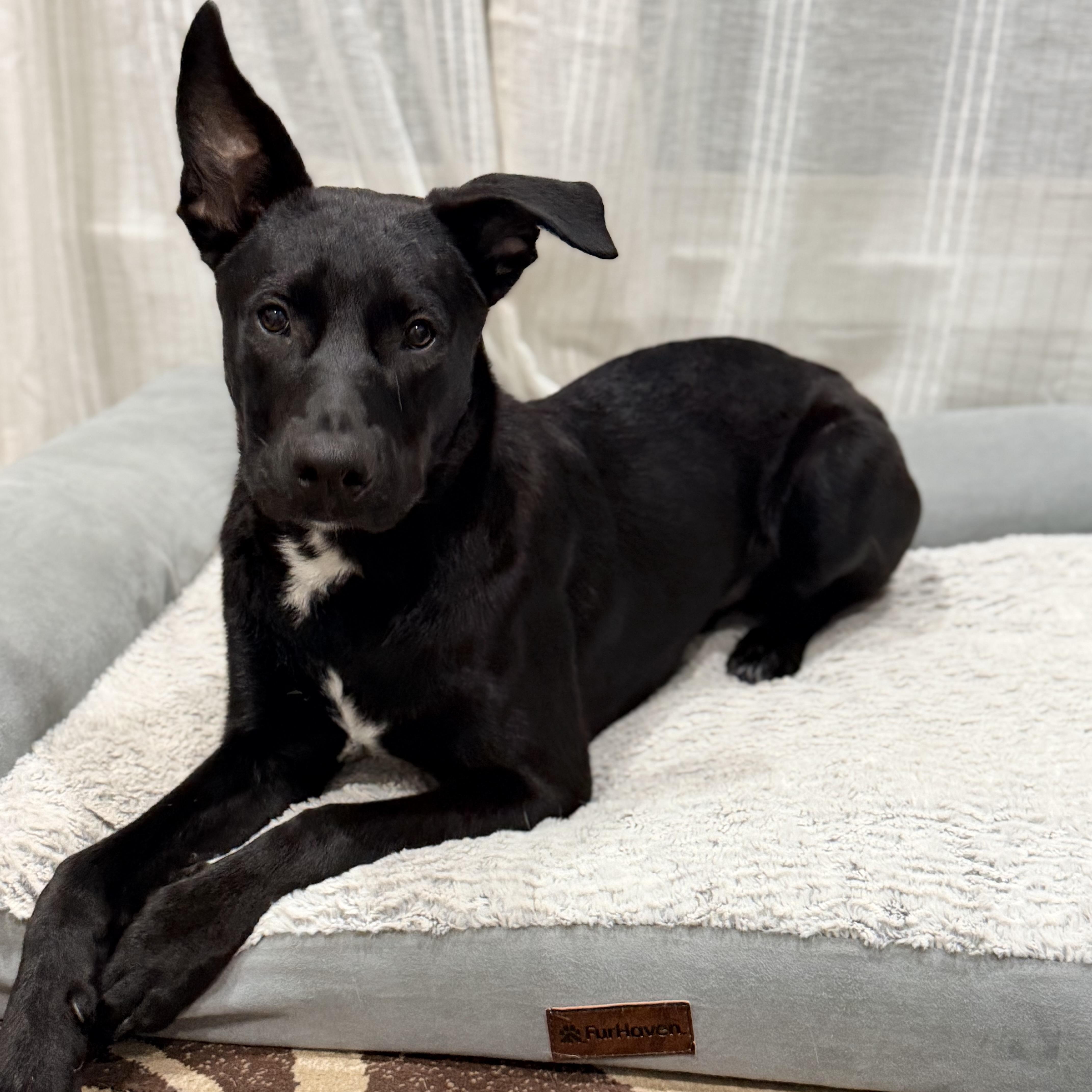 Enlarge Ash, an adopted mixed breed in Williston, VT image 1/6