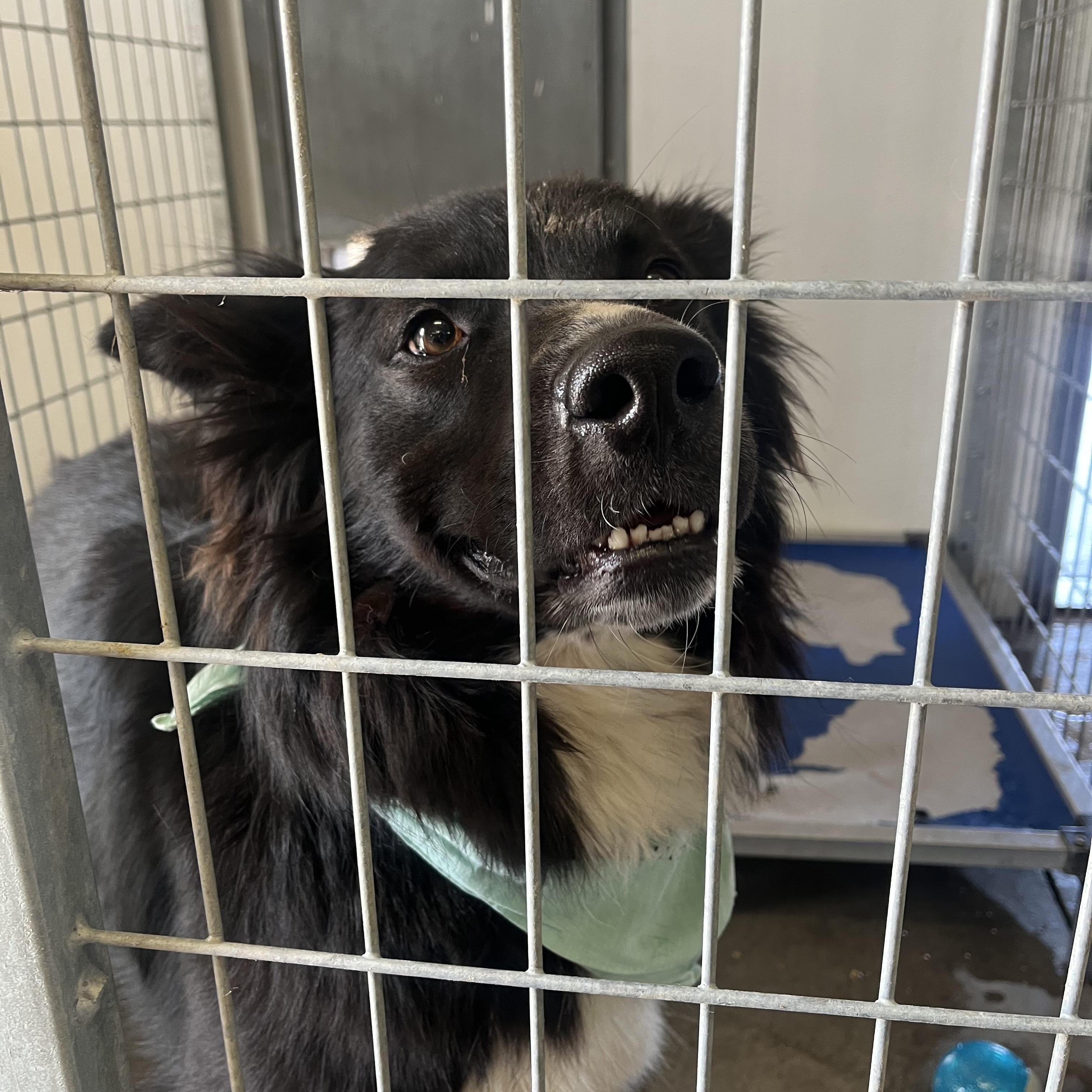 Enlarge Jasper, a Adoptable mixed breed in Cedar City, UT image 4/4