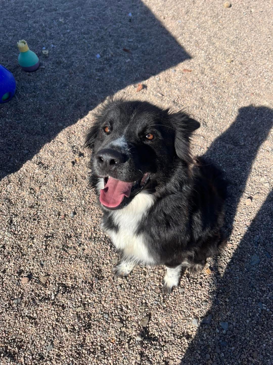Enlarge Jasper, a Adoptable mixed breed in Cedar City, UT image 3/4