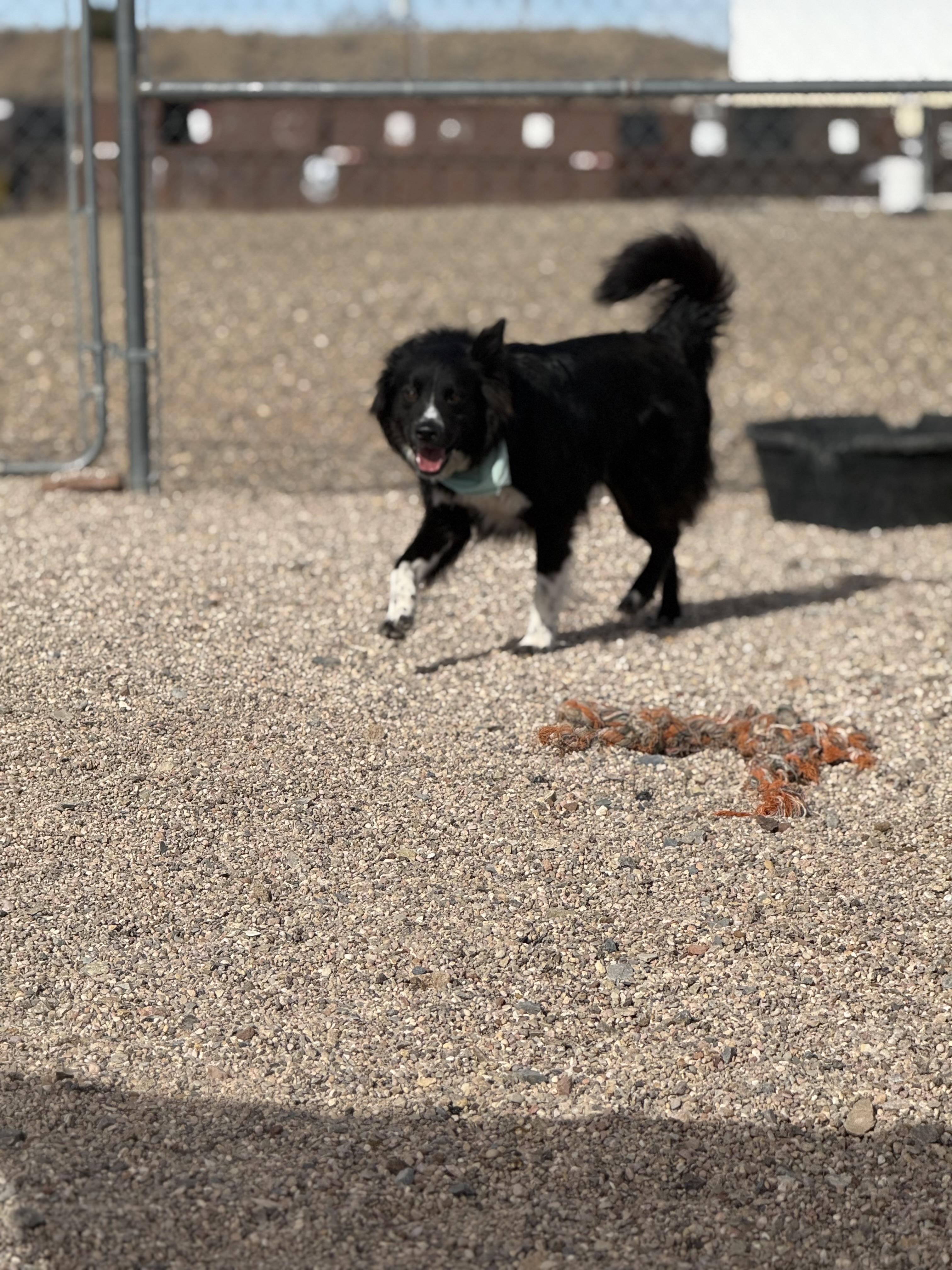 Enlarge Jasper, a Adoptable mixed breed in Cedar City, UT image 2/4