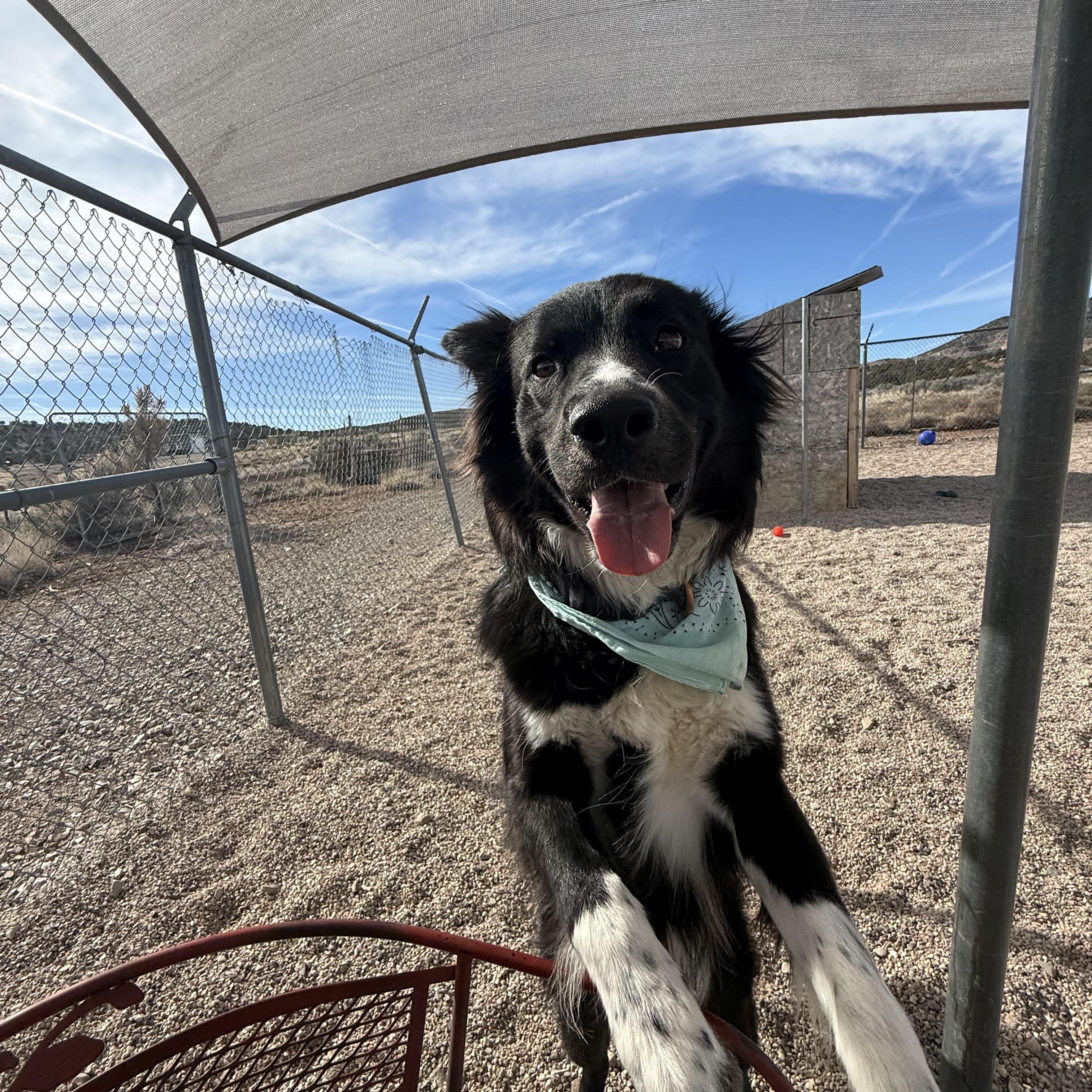 Enlarge Jasper, a Adoptable mixed breed in Cedar City, UT image 1/4