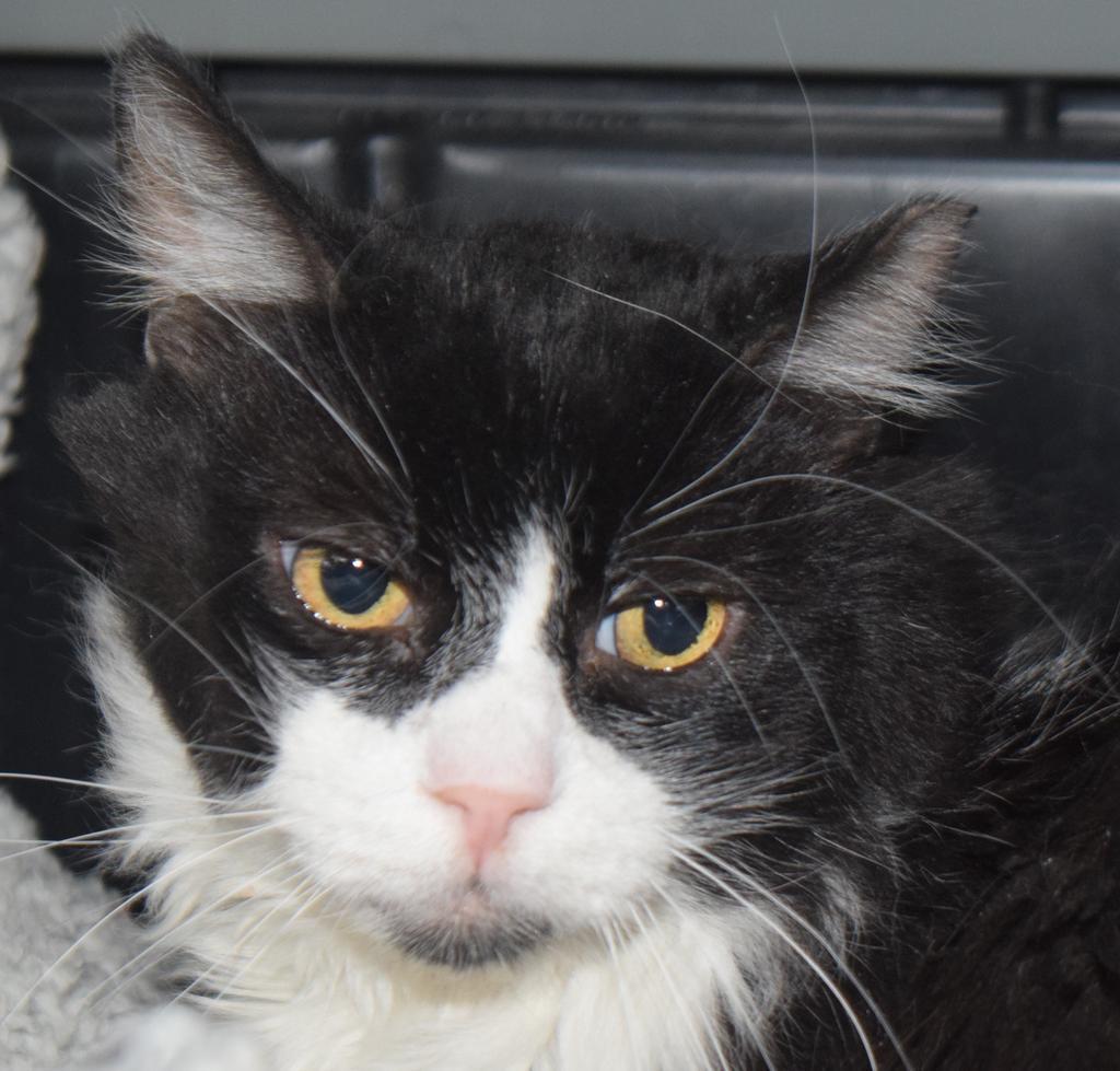 Buddy, Adoptable, Adult Male Domestic Short Hair.