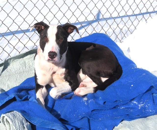 MOO, Adoptable, Young Male Pit Bull Terrier & Mixed Breed.