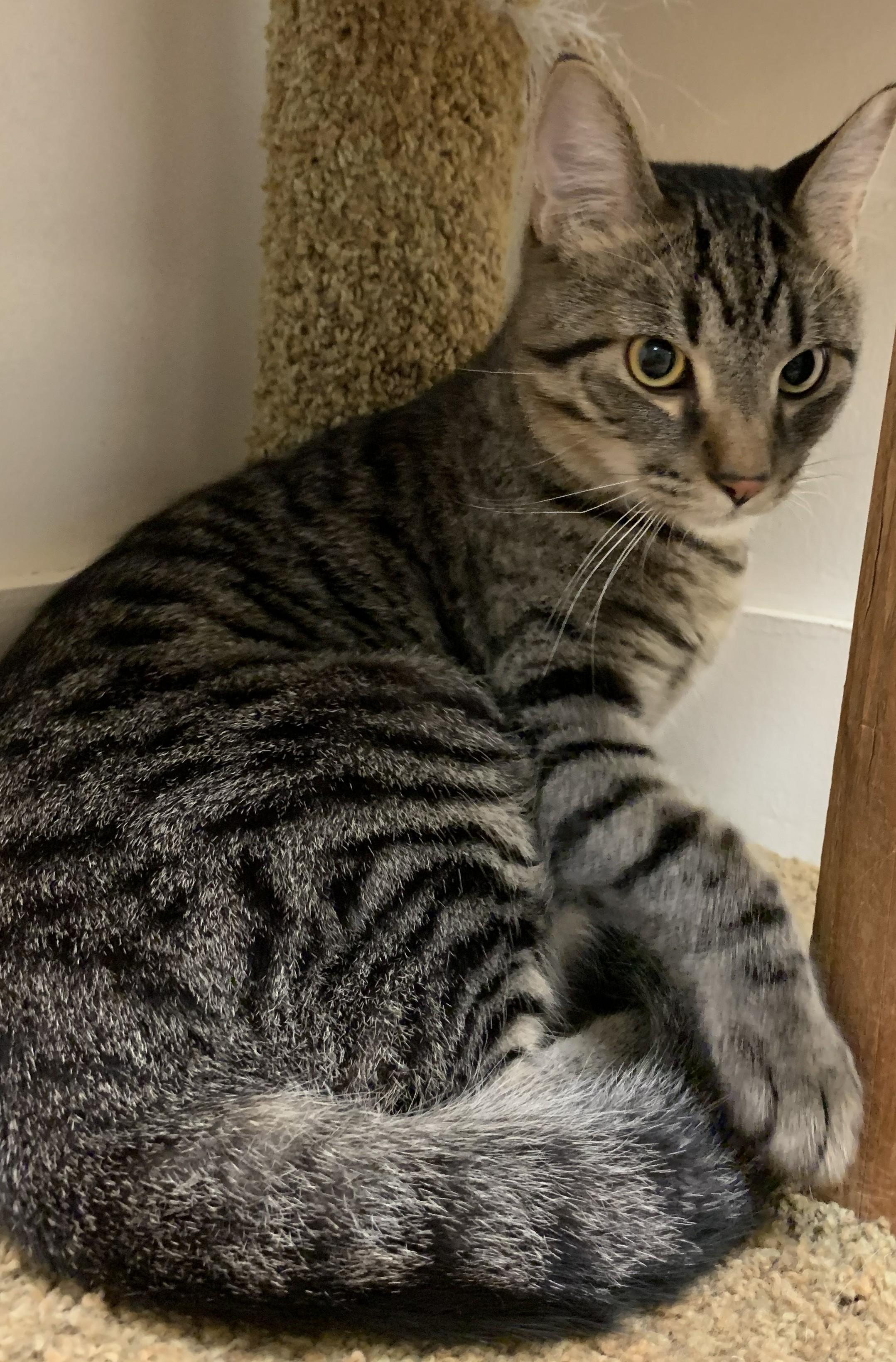 Gorgonzolla26, Adoptable, Young Male Domestic Short Hair.