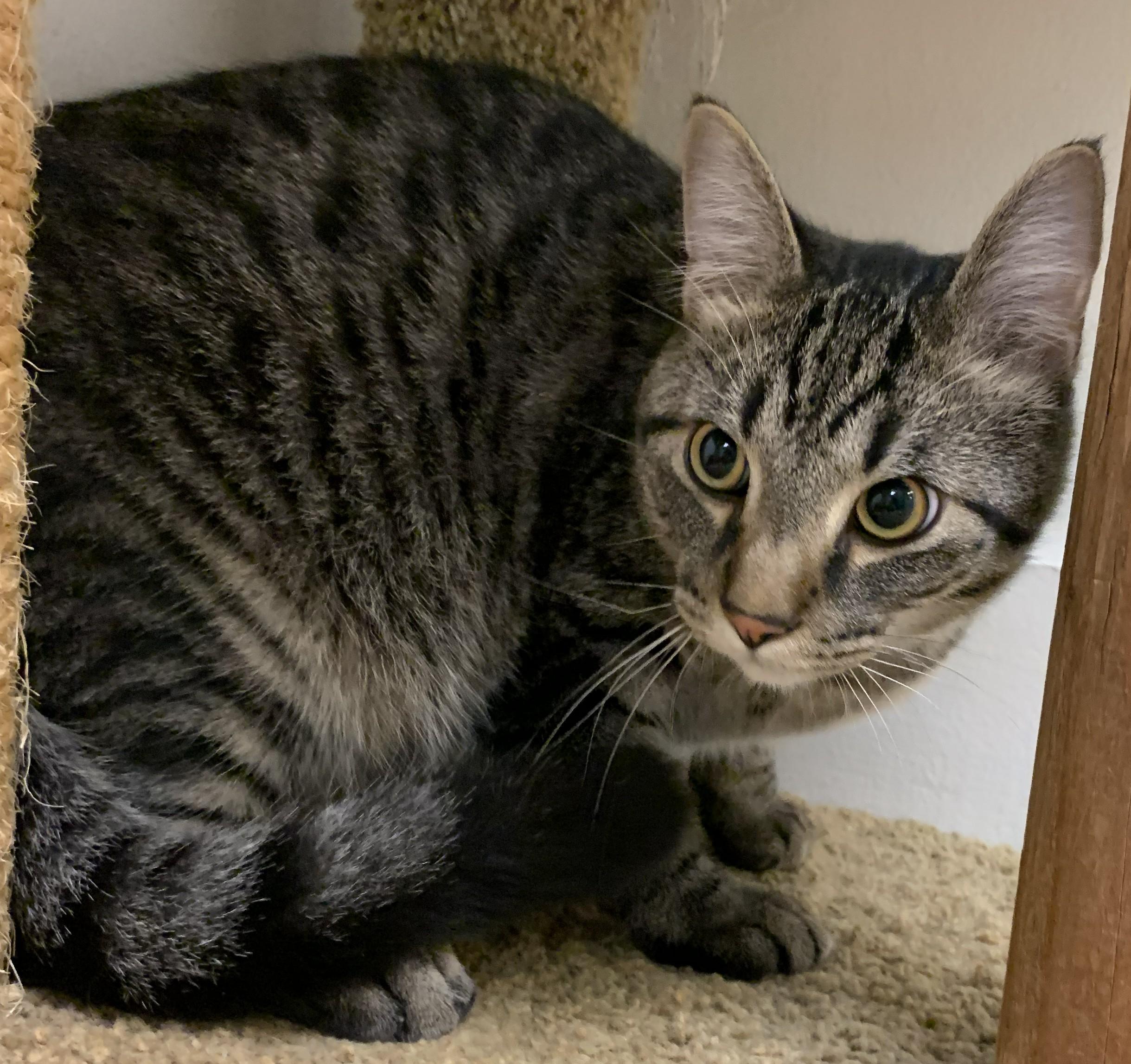 Enlarge Gorgonzolla26, a Adoptable Domestic Short Hair in Milwaukee, WI image 4/4