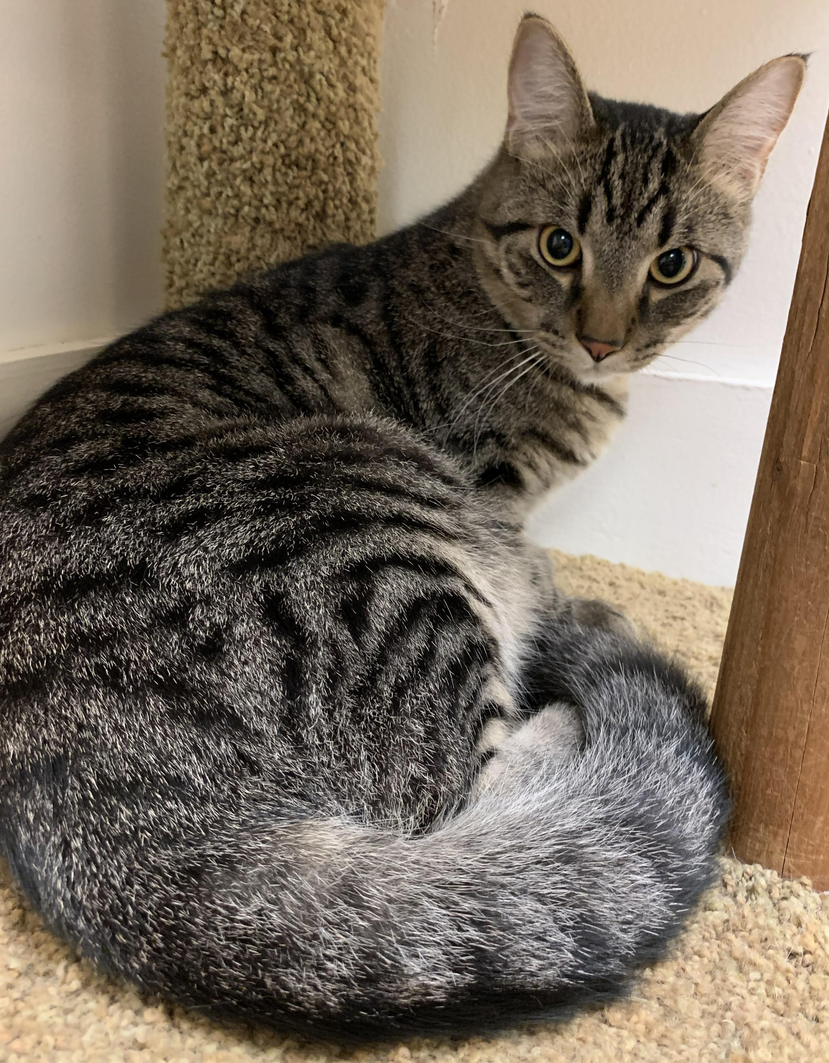 Enlarge Gorgonzolla26, a Adoptable Domestic Short Hair in Milwaukee, WI image 3/4