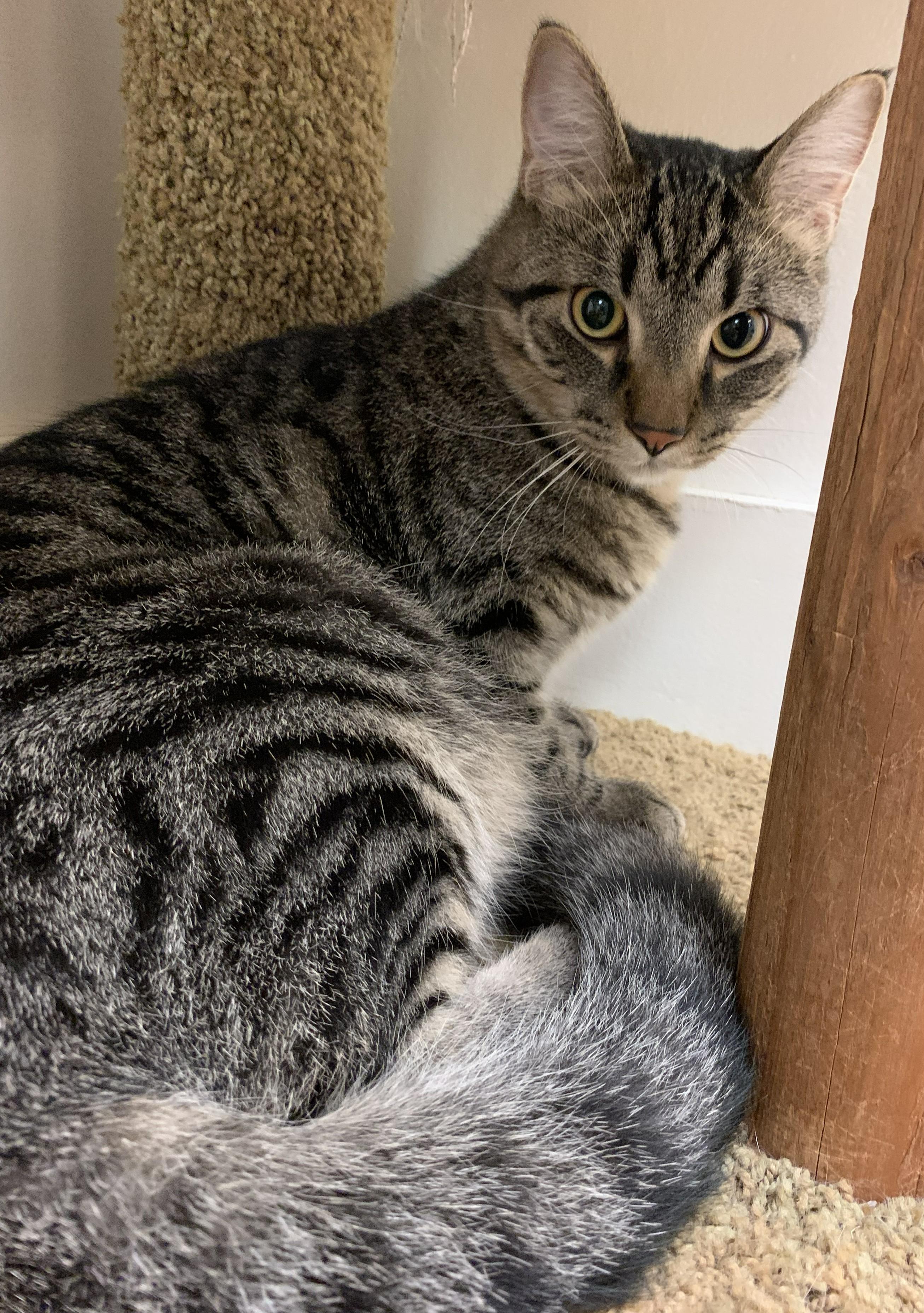 Enlarge Gorgonzolla26, a Adoptable Domestic Short Hair in Milwaukee, WI image 2/4