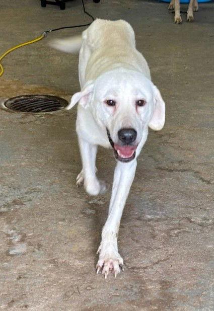 Hutch, Adopted, Adult Male Labrador Retriever & Great Pyrenees.