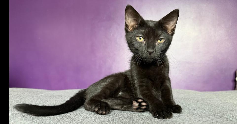 Kismat, a Adoptable mixed breed in Olyphant, PA image 5/6