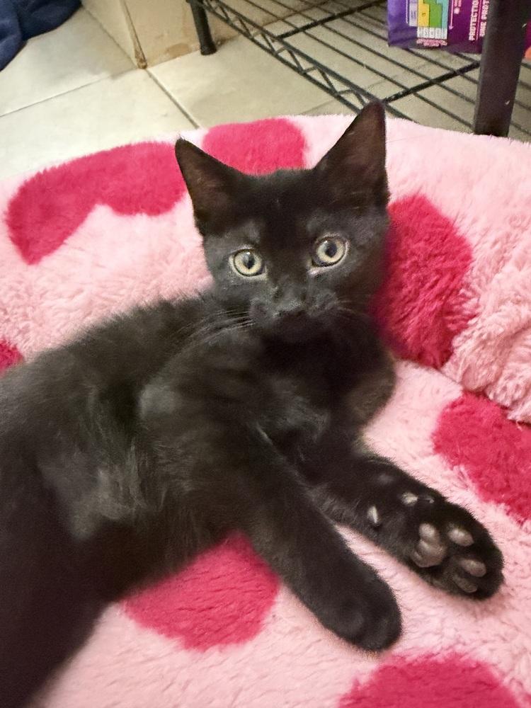 Kismat, a Adoptable mixed breed in Olyphant, PA image 6/6