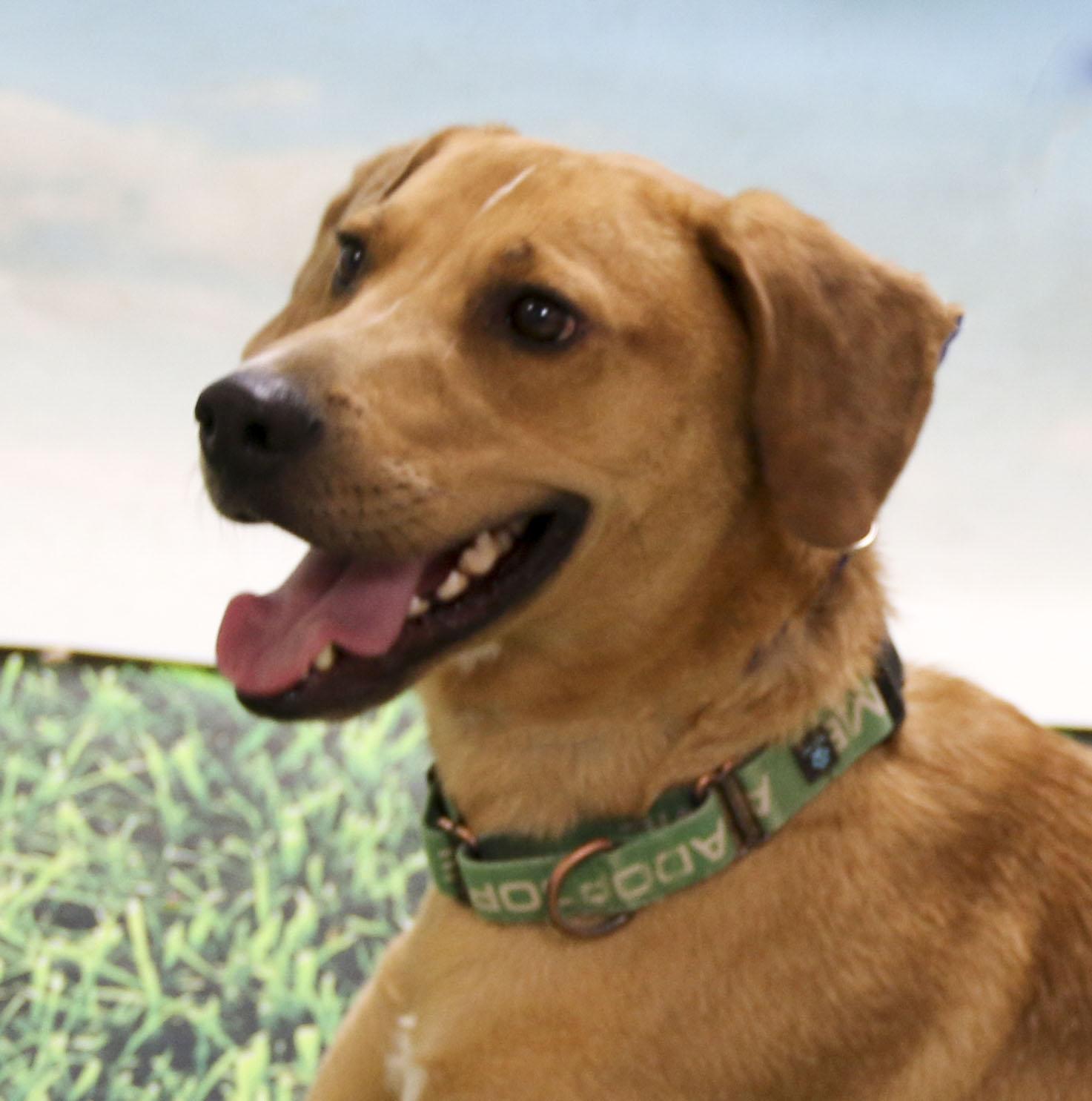 Roscoe, Young Male Yellow Labrador Retriever