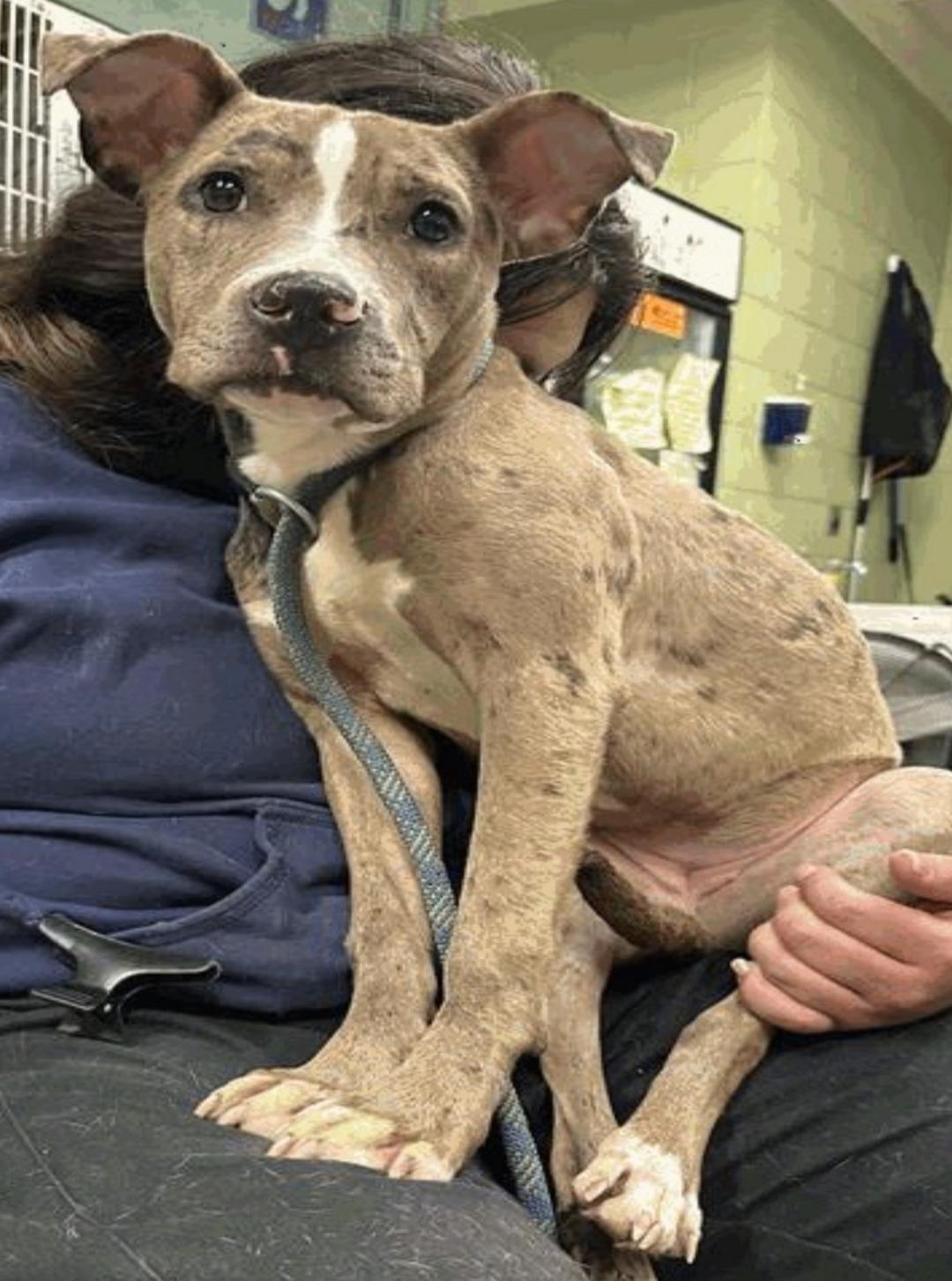 Enlarge Mila, a ADOPTABLE Pit Bull Terrier in Camden, OH image 1/1