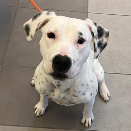 Enlarge Missy, a Adoptable mixed breed in Quakertown, PA image 1/3