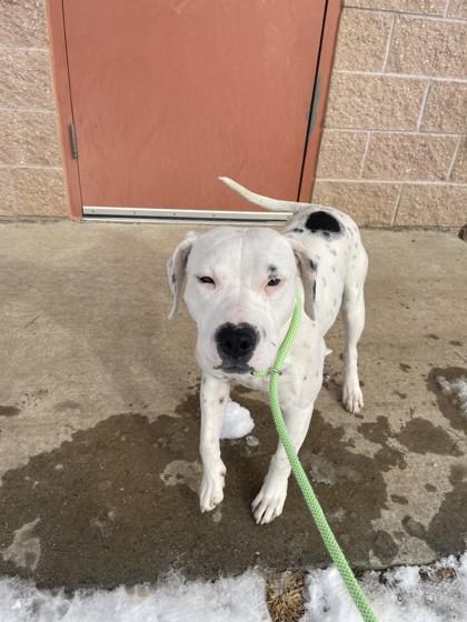 Enlarge Missy, a Adoptable mixed breed in Quakertown, PA image 2/3