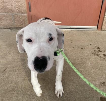 Enlarge Missy, a Adoptable mixed breed in Quakertown, PA image 2/3