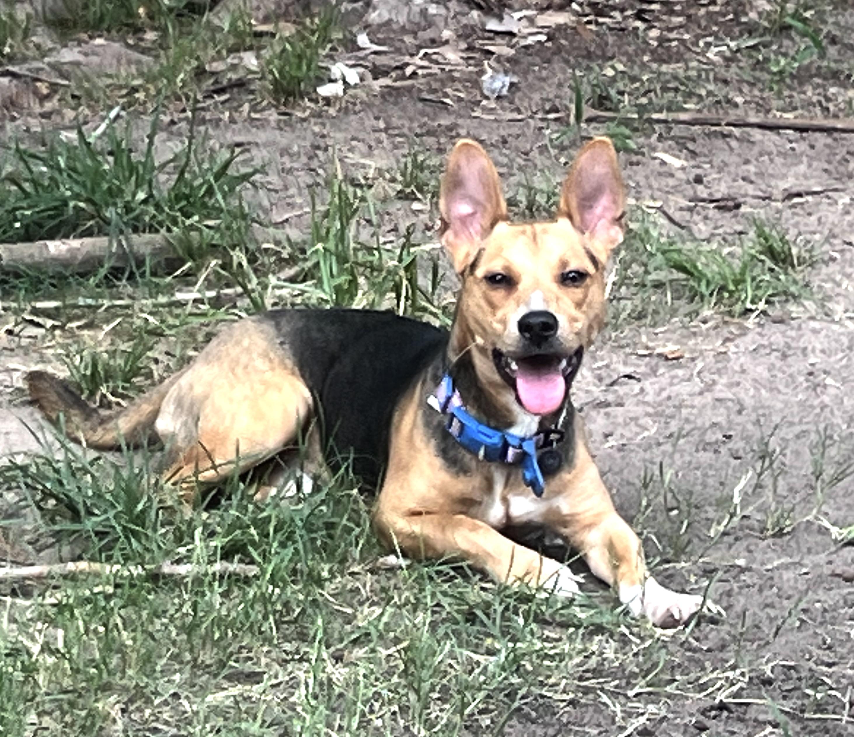 Toby, Mr. Cutie Patootie, Adoptable, Young Male Chiweenie & German Pinscher.
