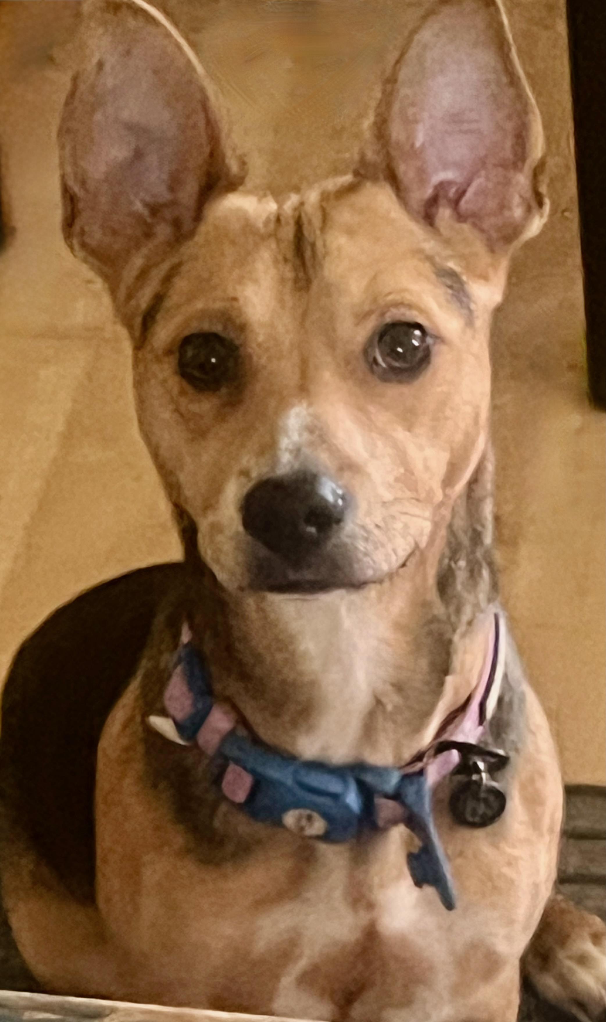 Enlarge Toby, Mr. Cutie Patootie, a Adoptable mixed breed in Seabrook, NH image 2/6