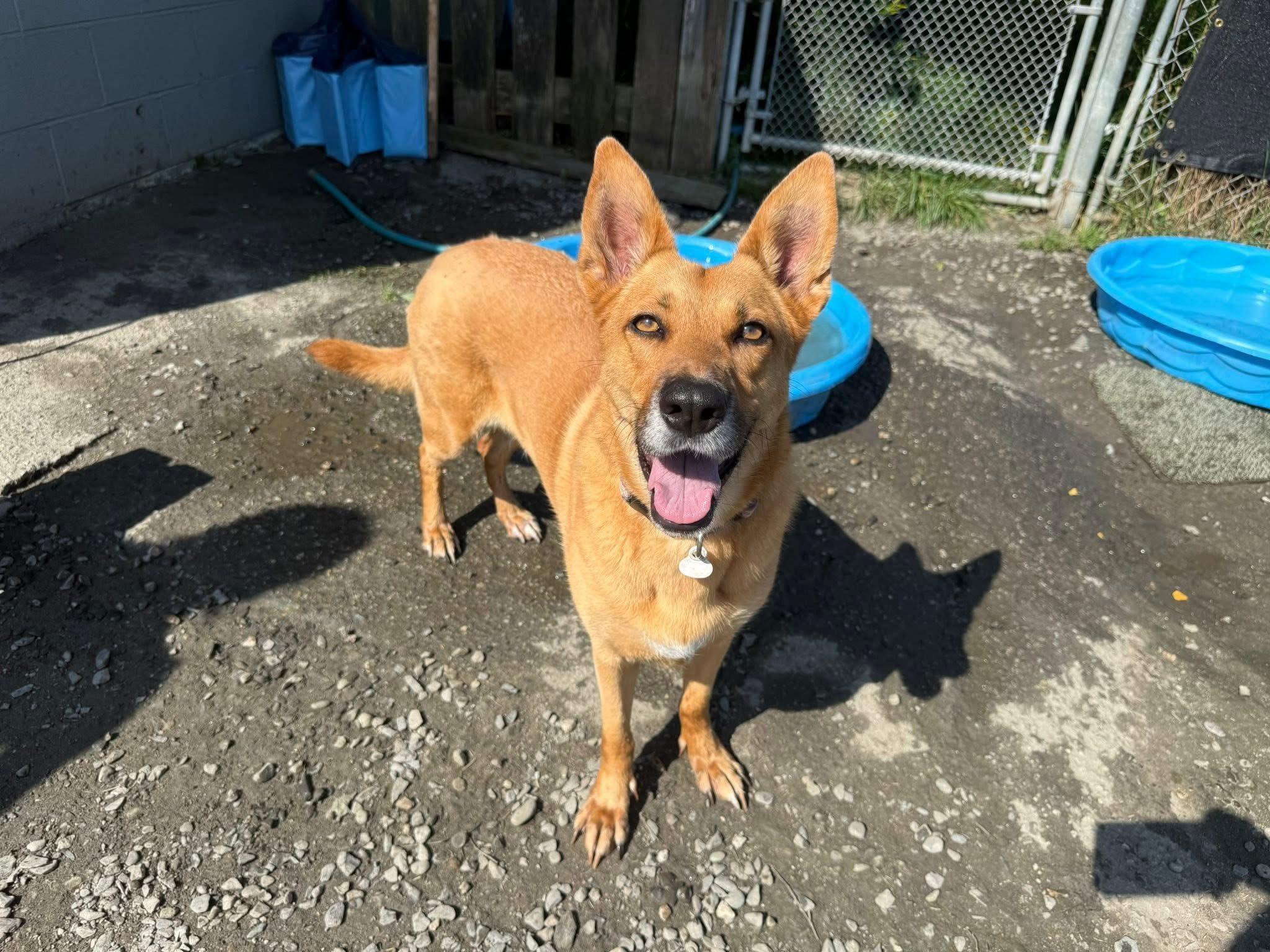 Rona, Adoptable, Young Female German Shepherd Dog.