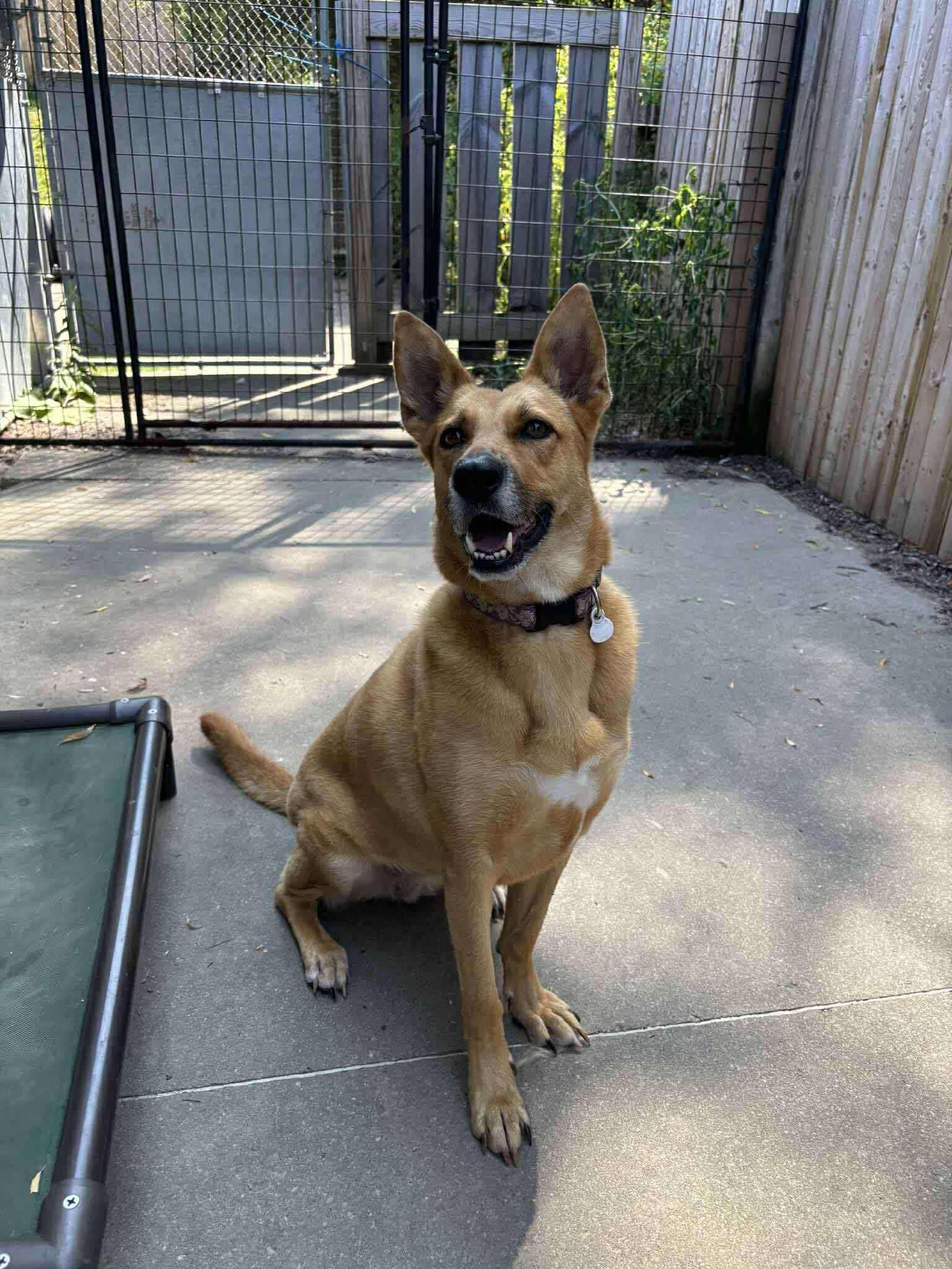 Rona, a Adoptable mixed breed in Randolph Center, VT image 2/5