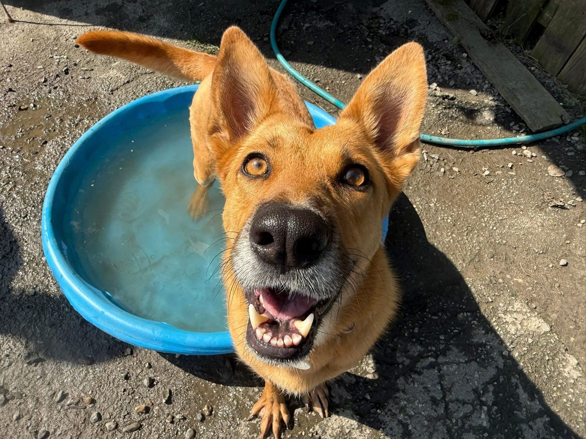 Rona, a Adoptable mixed breed in Randolph Center, VT image 4/5