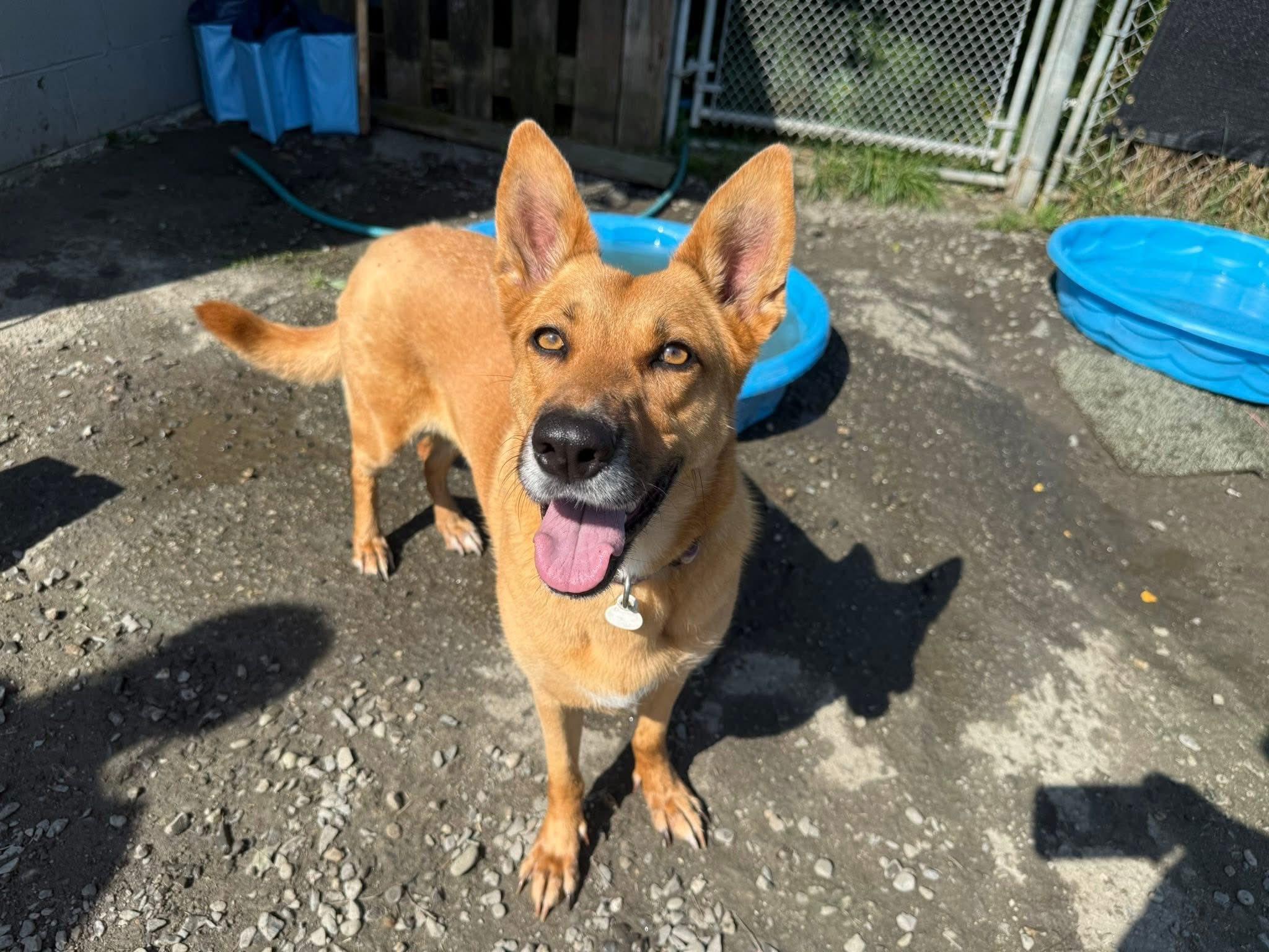 Rona, a Adoptable mixed breed in Randolph Center, VT image 5/5