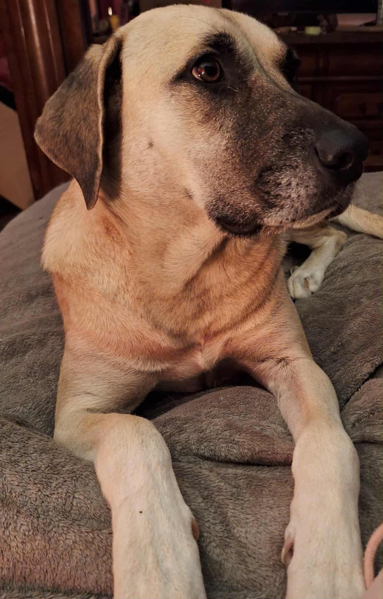 Sadie Mae, Adoptable, Young Female Anatolian Shepherd.