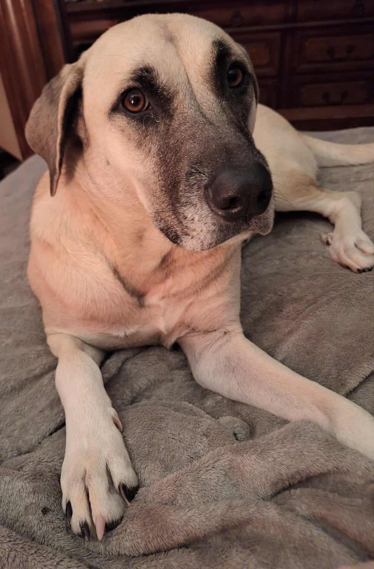 Enlarge Sadie Mae, a Adoptable Anatolian Shepherd in cumming, GA image 3/3