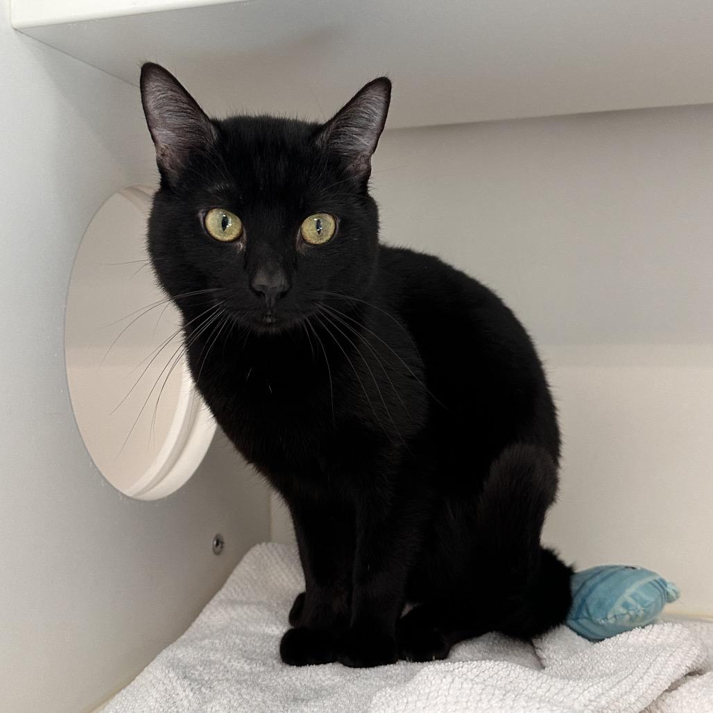 Enlarge Thank You, a Adoptable Domestic Short Hair in Greensboro, NC image 1/4