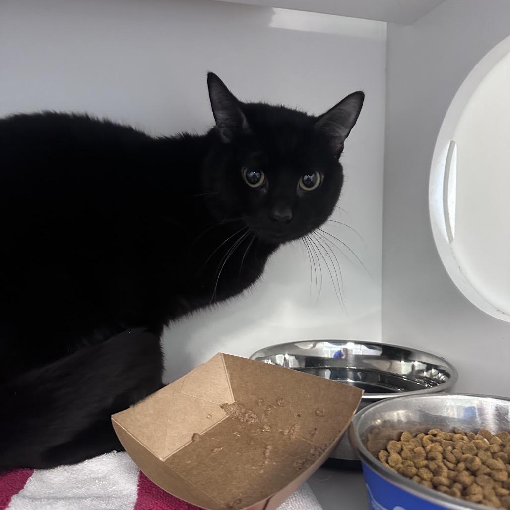 Enlarge Thank You, a Adoptable Domestic Short Hair in Greensboro, NC image 2/4