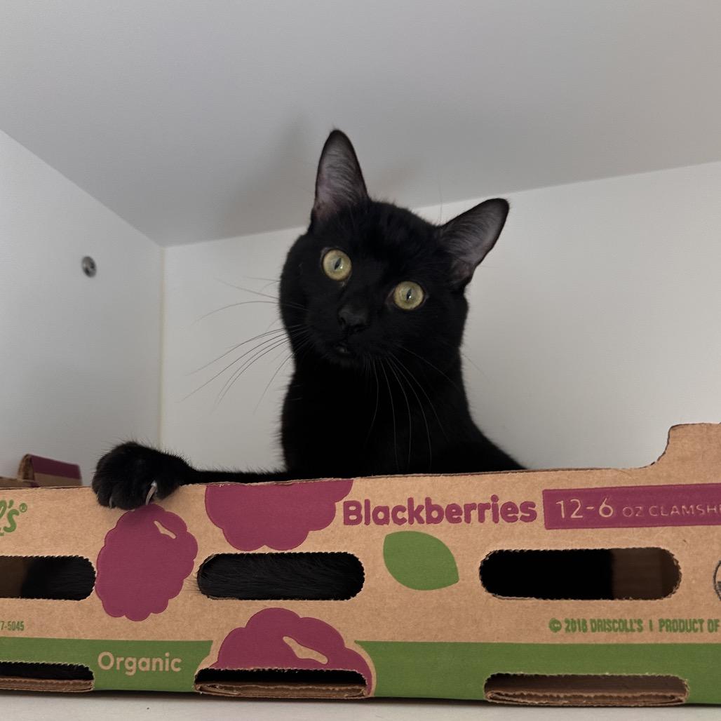 Enlarge Thank You, a Adoptable Domestic Short Hair in Greensboro, NC image 3/4