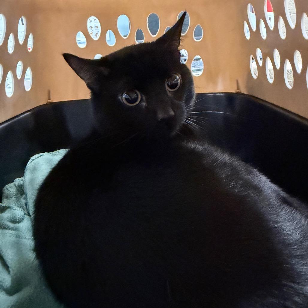 Enlarge Thank You, a Adoptable Domestic Short Hair in Greensboro, NC image 4/4