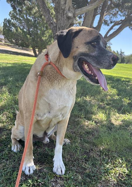 MAUI, Adoptable, Adult Male Boxer & Mixed Breed.