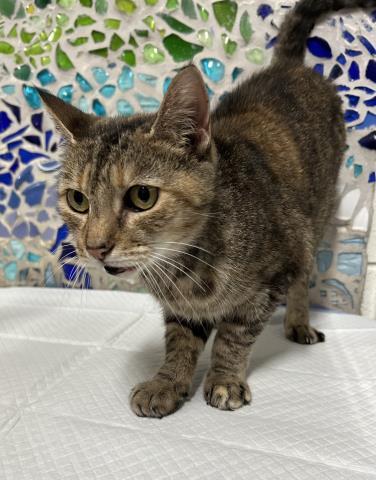 Enlarge DAPHNE, a Adoptable Domestic Short Hair in Pensacola, FL image 1/1