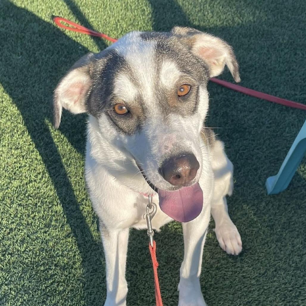 Abu, Adoptable, Young Male Husky & Mixed Breed.