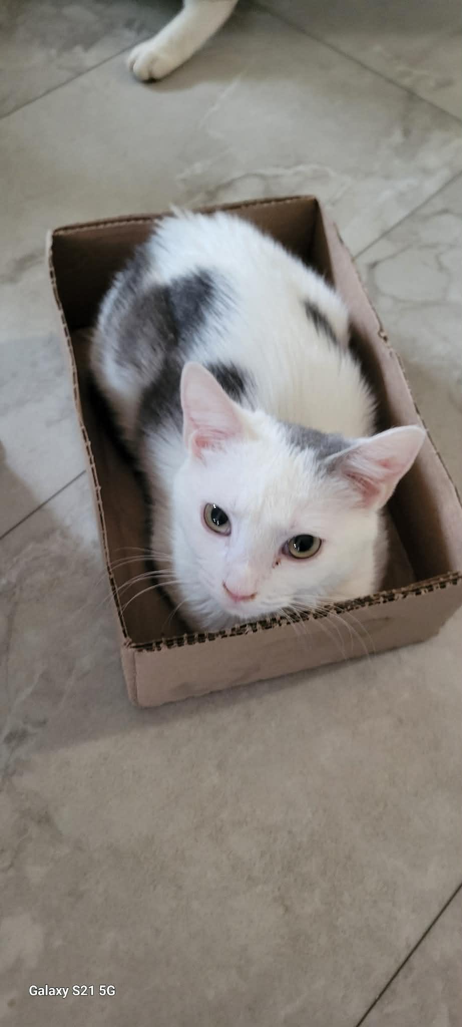 Enlarge Winnie, a Adoptable American Shorthair in Roanoke, AL image 1/1