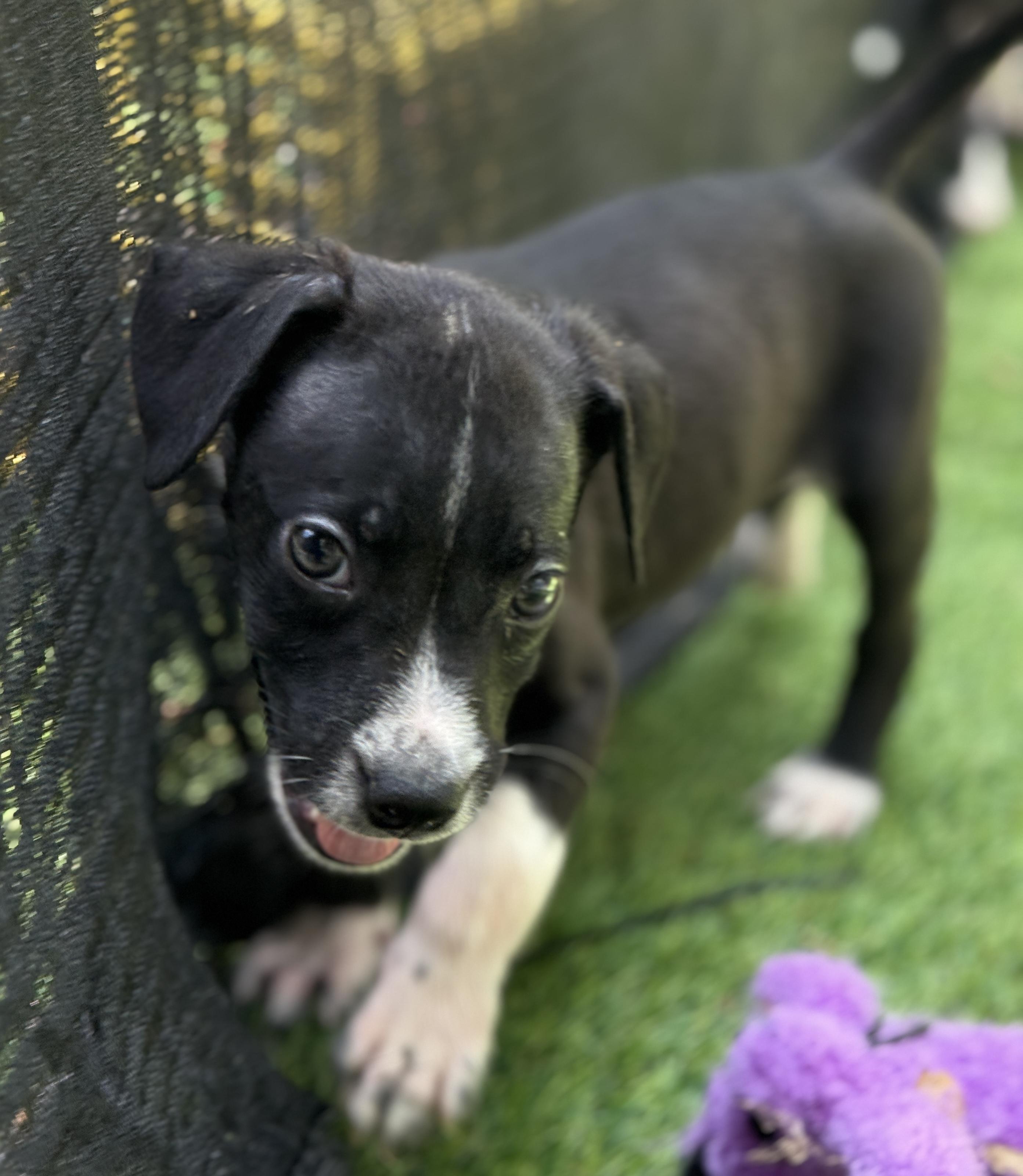 Boomer, a Adoptable Mixed Breed in Deltona, FL image 4/4