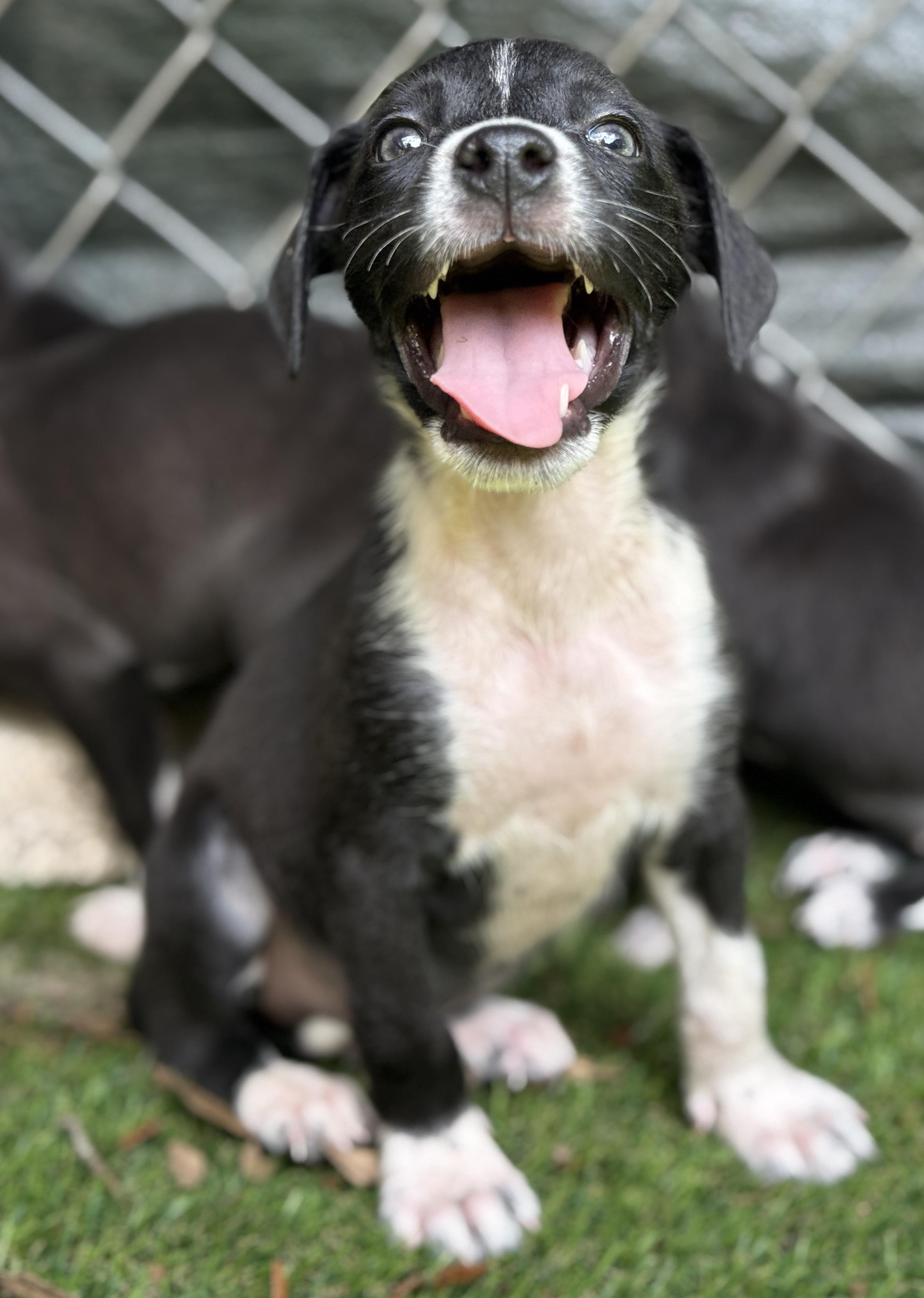 Boomer, a Adoptable Mixed Breed in Deltona, FL image 2/4