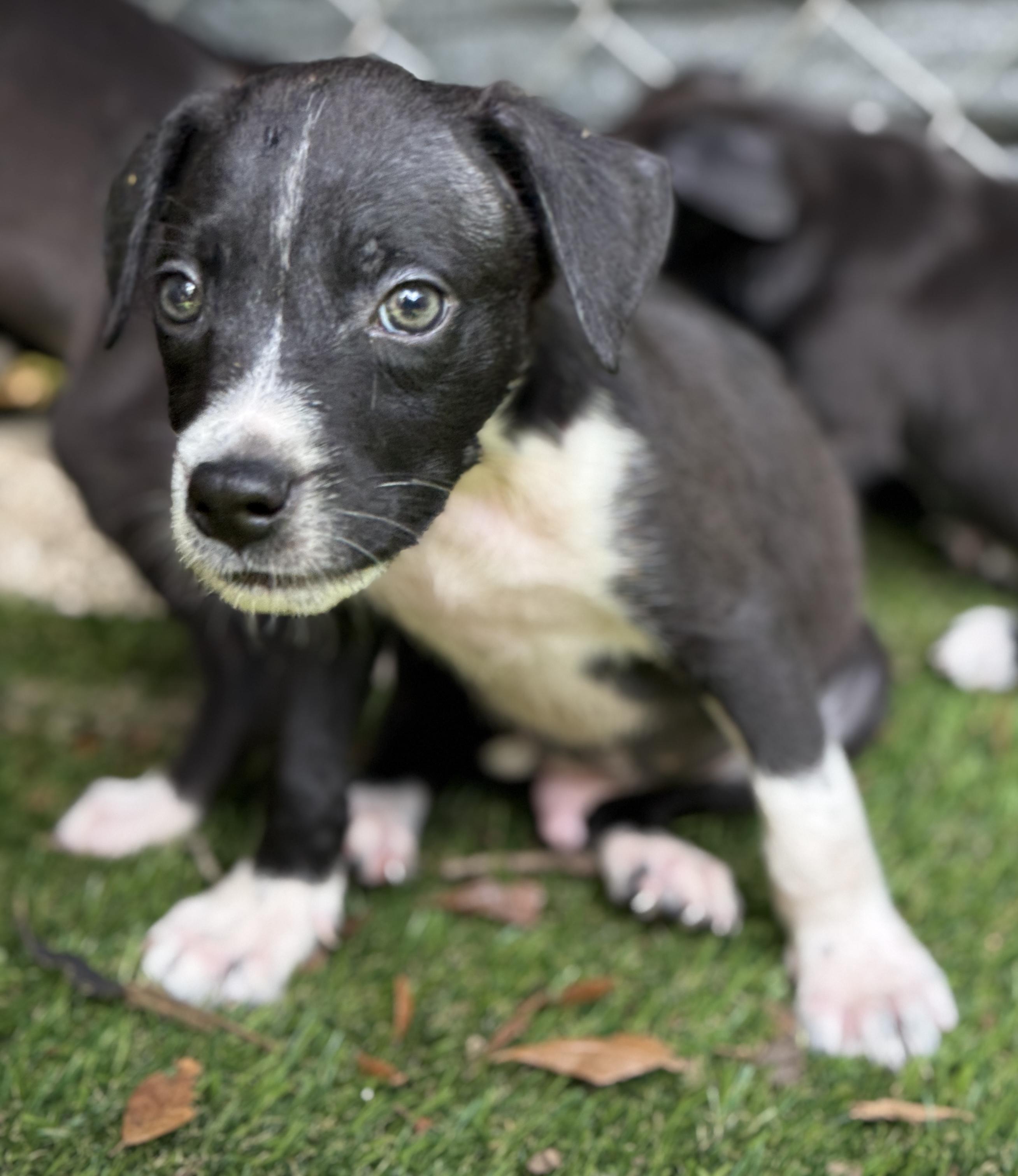 Boomer, a Adoptable Mixed Breed in Deltona, FL image 1/4