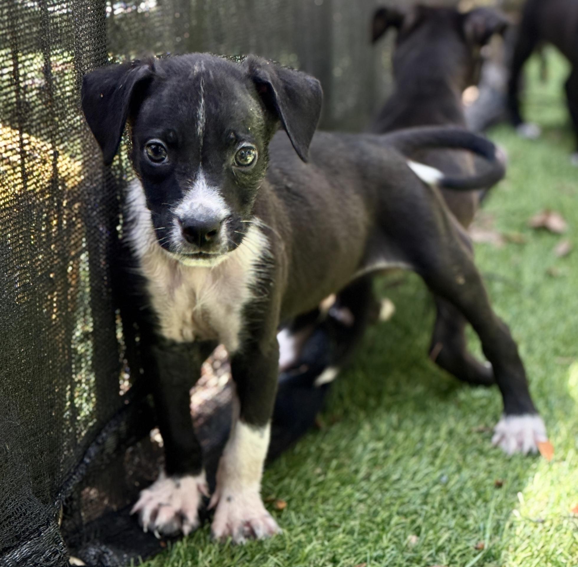Boomer, a Adoptable Mixed Breed in Deltona, FL image 3/4