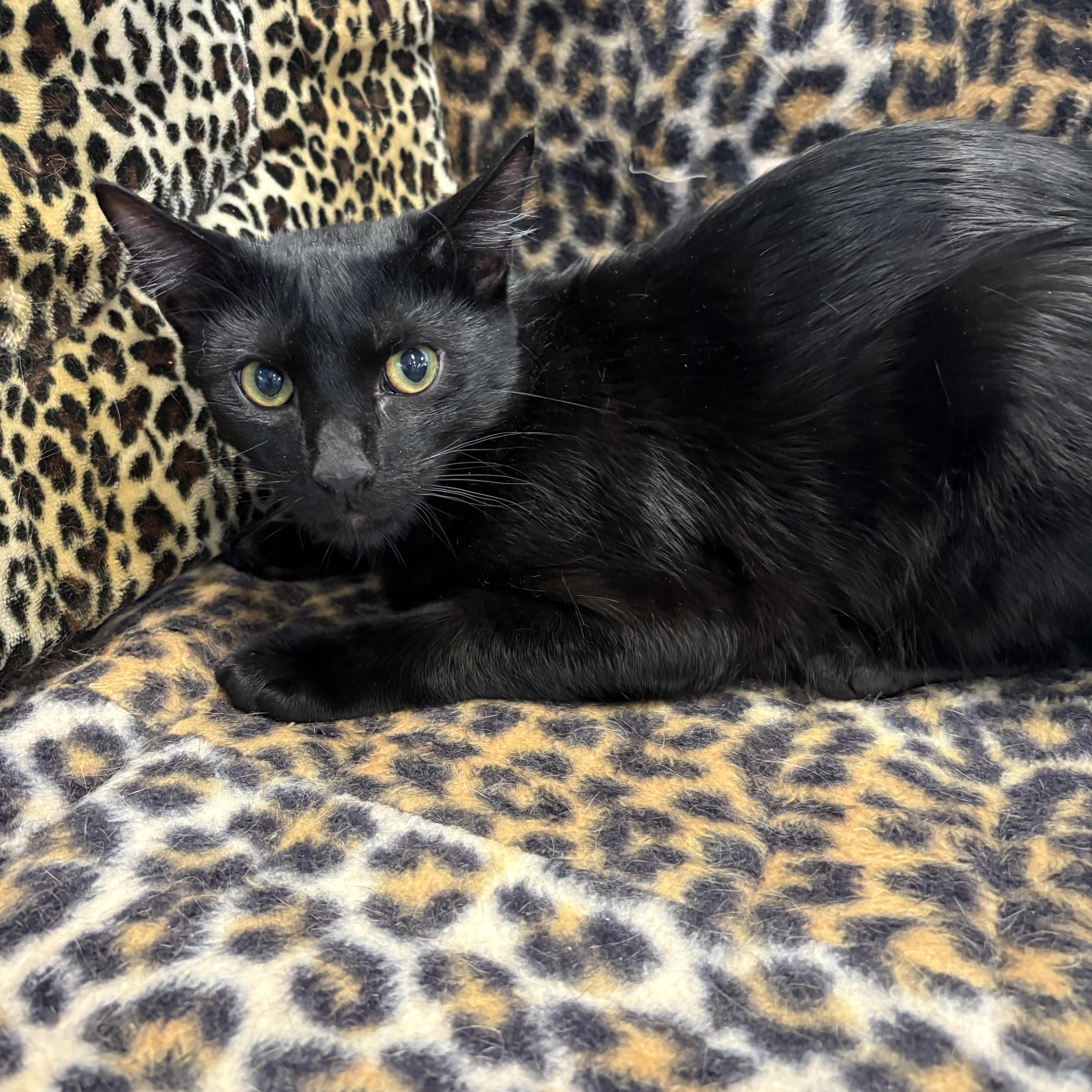 Enlarge Inky, a ADOPTABLE Domestic Short Hair in Monroe Township, NJ image 3/3