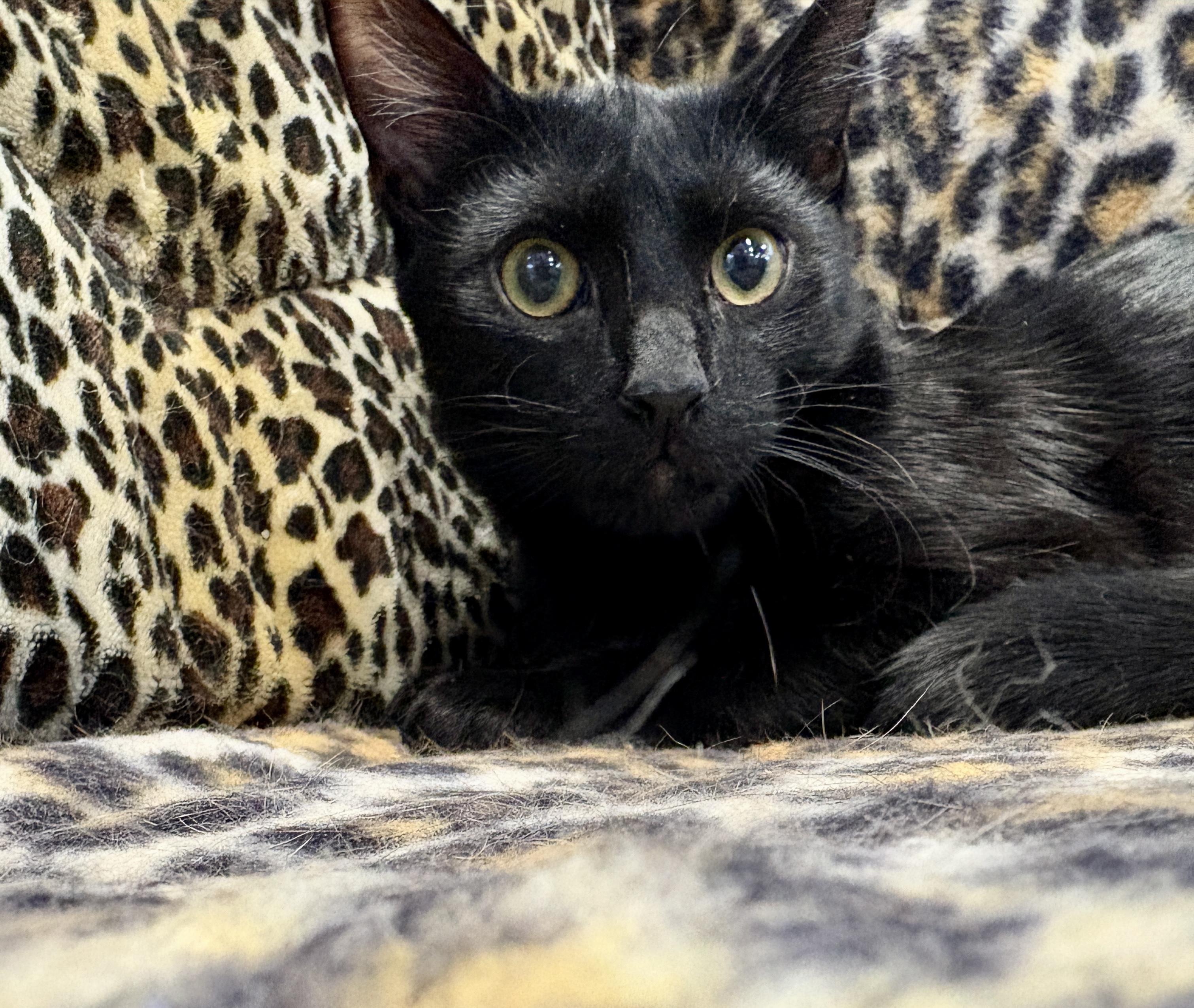 Inky, ADOPTABLE, Kitten Male Domestic Short Hair.