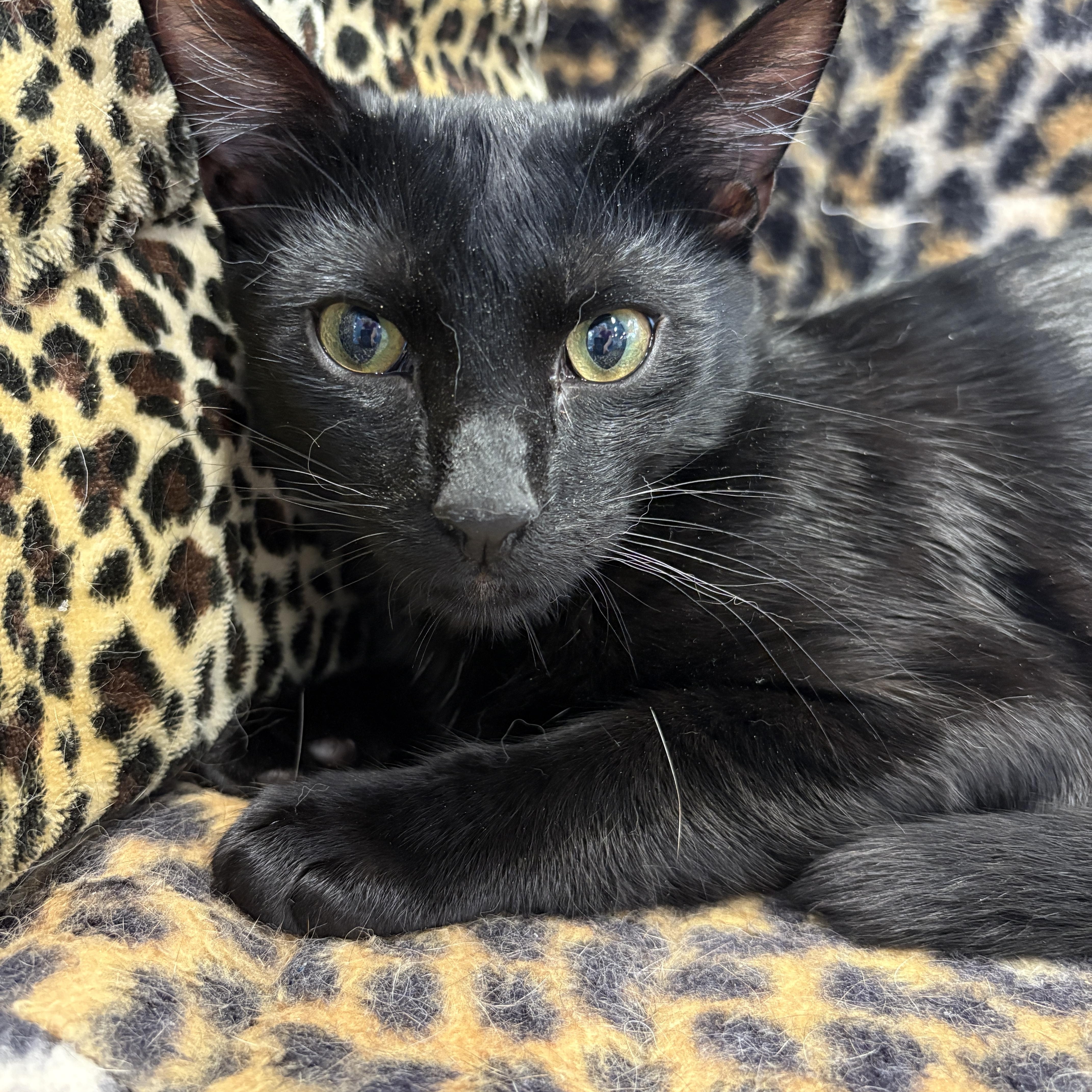 Enlarge Inky, a ADOPTABLE Domestic Short Hair in Monroe Township, NJ image 2/3