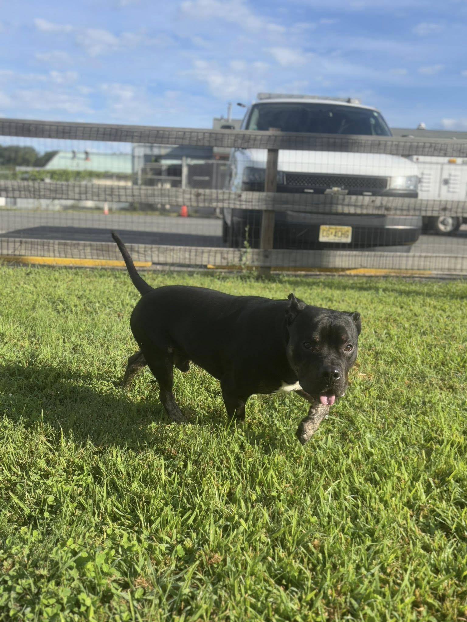 Maximus Atticus, a ADOPTABLE Pit Bull Terrier in Clayton, NJ image 3/3