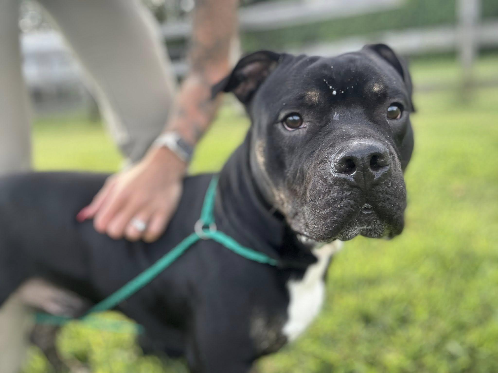Maximus Atticus, a ADOPTABLE Pit Bull Terrier in Clayton, NJ image 1/3