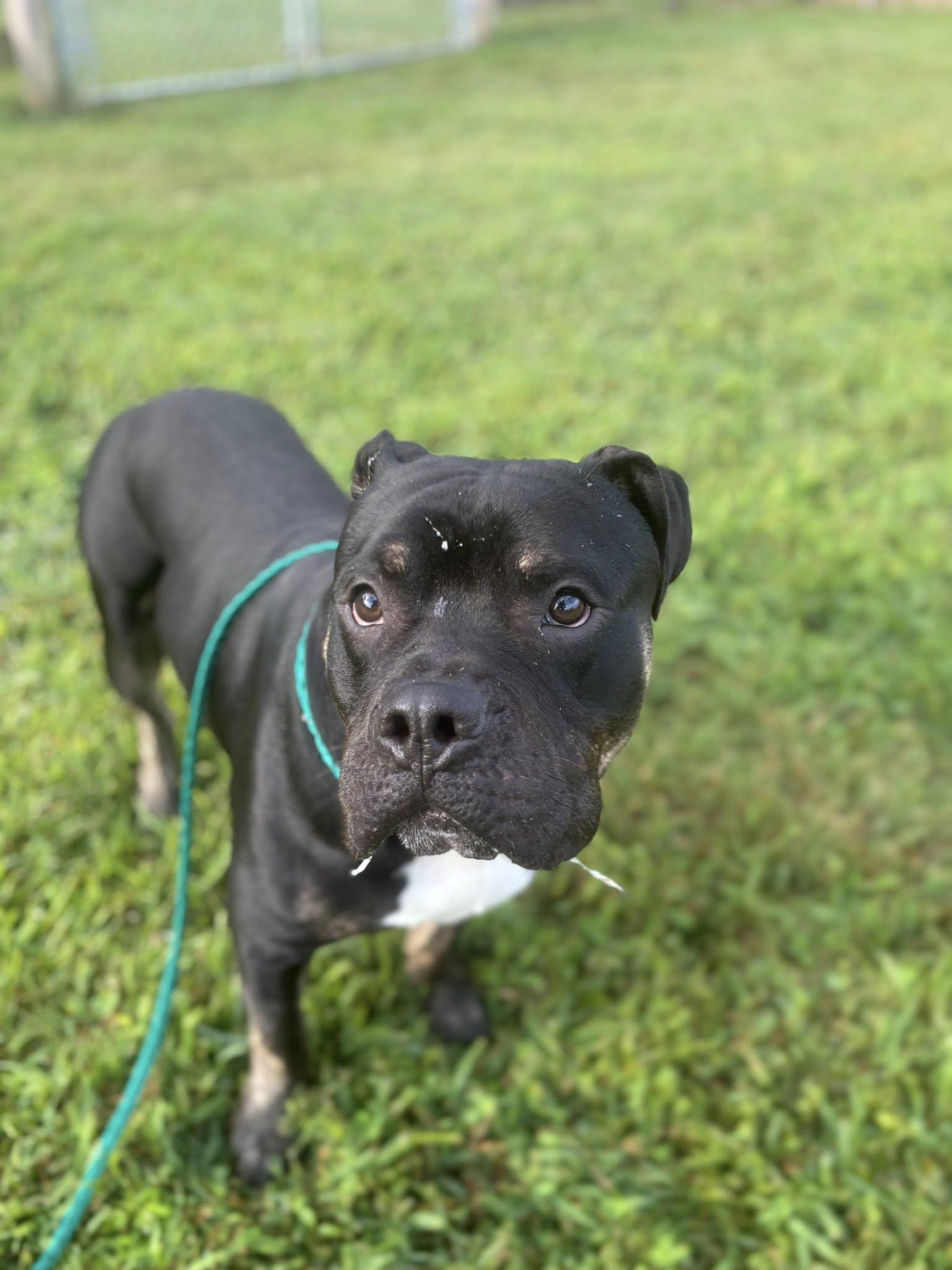 Maximus Atticus, a ADOPTABLE Pit Bull Terrier in Clayton, NJ image 2/3