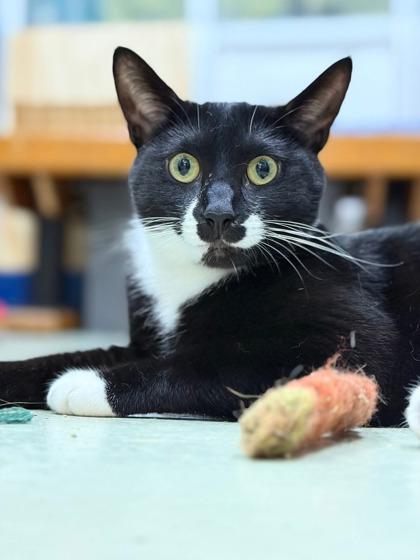 Apollo (Pounce Cat Cafe), Adoptable, Adult Male Domestic Short Hair & Domestic Short Hair.
