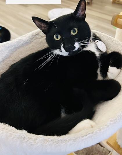 Apollo (Pounce Cat Cafe), a Adoptable Domestic Short Hair image 2/2