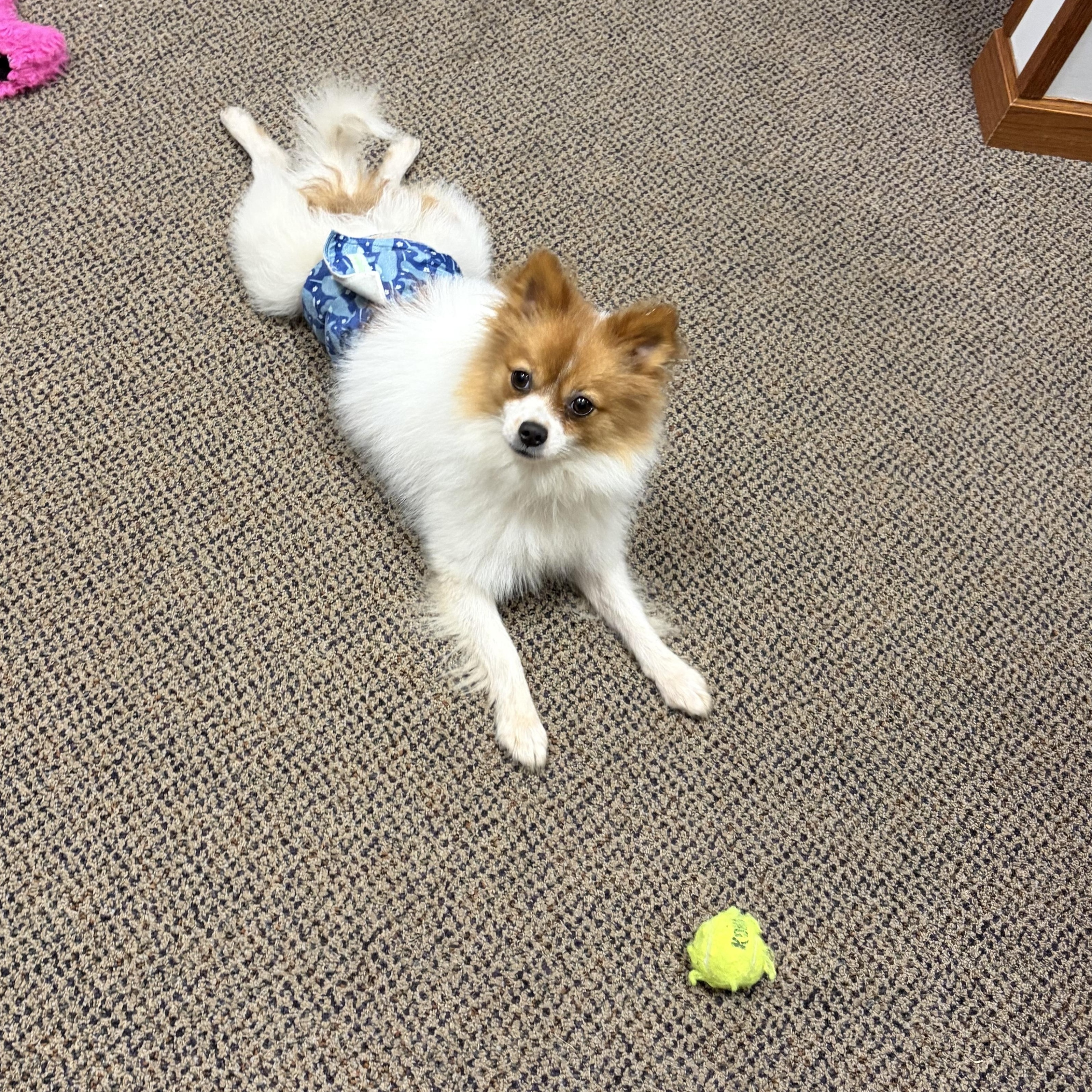 Enlarge Andy, a Adopted Pomeranian in Downers Grove, IL image 6/6