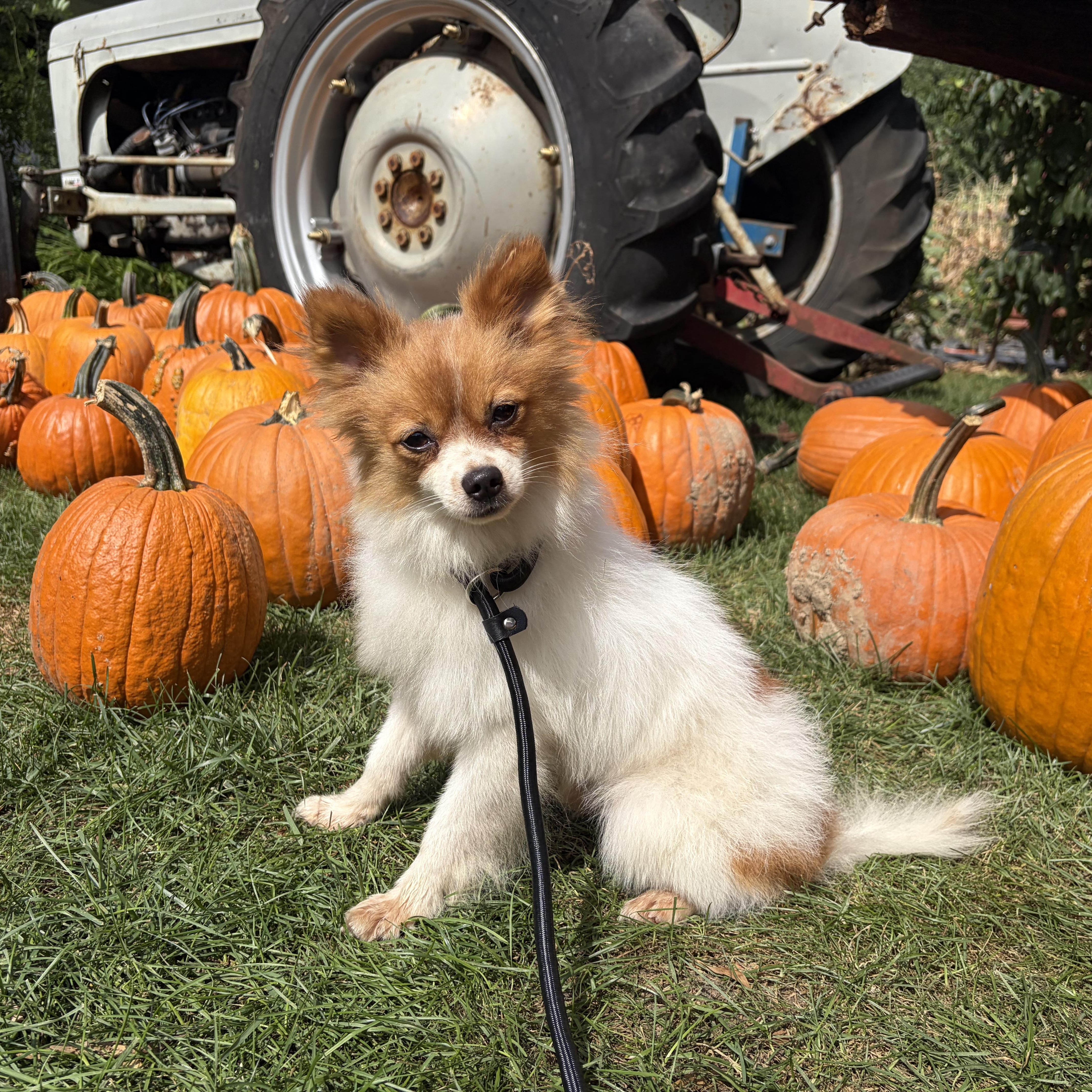 Enlarge Andy, a Adopted Pomeranian in Downers Grove, IL image 2/6